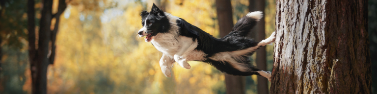Border Collie